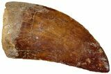 Serrated, Real Carcharodontosaurus Tooth - Restored Tip #311030-1